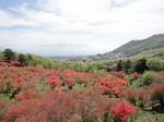 長峰公園つつじ5.jpg